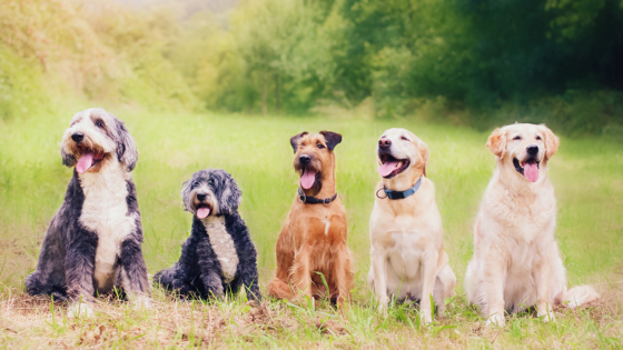 Celebrate Dog Month Around the Twin Cities | Counselor Realty
